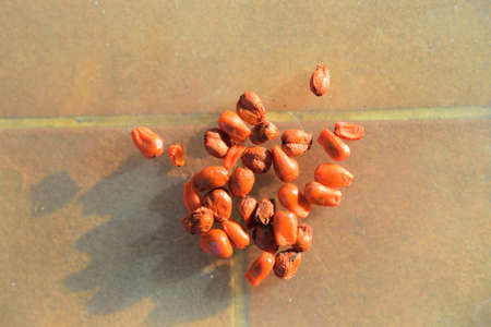 Seed of Colocasia gigantea on the plateの写真素材