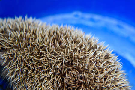 Closeup focus to fur of the porcupine in the tankの写真素材
