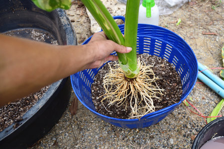 root repair and re-plant  Alocasia macrorrhizos  variegated in the basketの写真素材