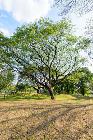 Big green tree in the public parkの写真素材