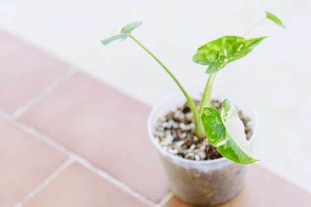 Closeup to Alocasia Okinawa Silver  in the potの写真素材