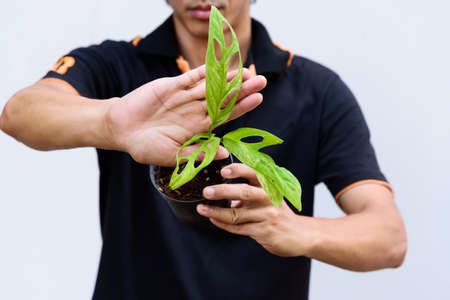 Monstera Adansonii Indonesia Variegatedの写真素材