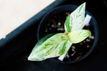 Fresh Leaf of epipremnum pinnatum marble plant in a potの写真素材