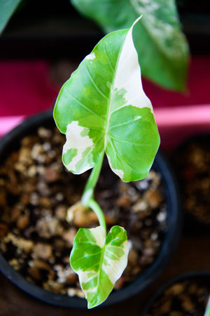 Closeup to Alocasia Okinawa Silver  in the potの写真素材