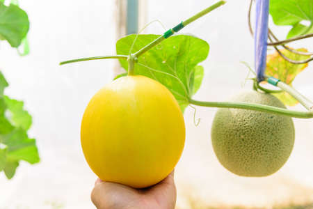 the man show Fresh golden melon in farmの写真素材