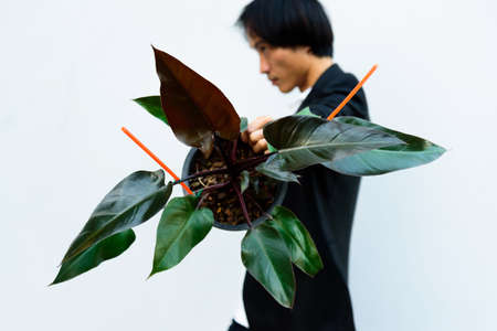 Closeup to Philodendron Majesty in the pot in the hand of the man