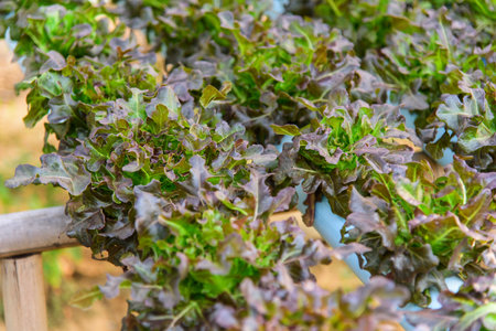 closeup to fresh Red Oak Lettuce in hydroponics system pipeの写真素材