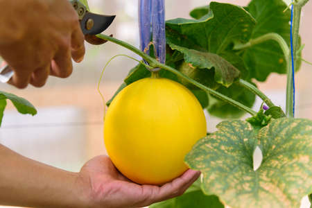 Closeup to Fresh golden melon in farmの写真素材