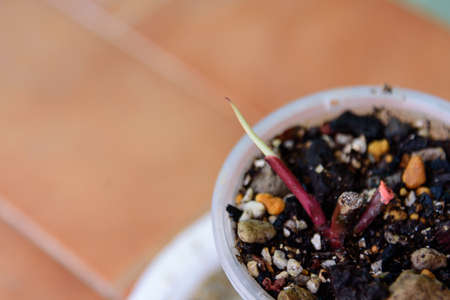 Closeup to new peak of philodrendon red emeral variegated in the pot / peak of stawberry shakeの写真素材
