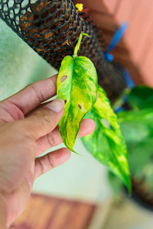 Epipremnum Pinnatum Yellow Flame Number Number 1の写真素材