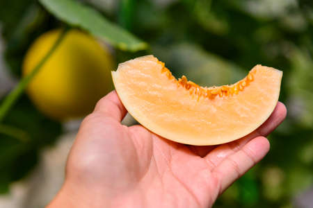 The man show split the orange melon in the handの写真素材