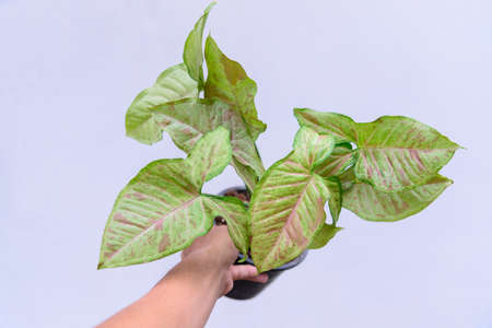 Closeup to syngonium confretti in the potの写真素材