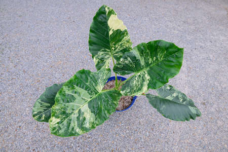 Closeup to fresh  Alocasia macrorrhizos  variegatedの写真素材