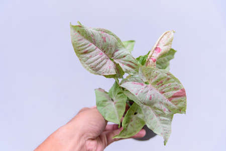 Closeup to syngonium milk confetti in the potの写真素材