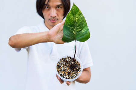 Philodendron Red Emerald / Philodendron Stawberry shakeの写真素材