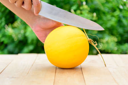 Split the fresh sweet golden melon  on the tebleの写真素材