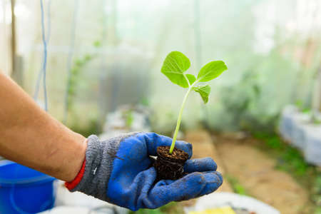 The man Plant The melon Sapling to soilの写真素材