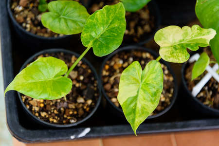 Little sapling of Alocasiaâ Gageanaâ Aurea Variegated in the potの写真素材