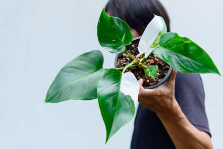 Closeup to  philodendron white princess in the potの写真素材