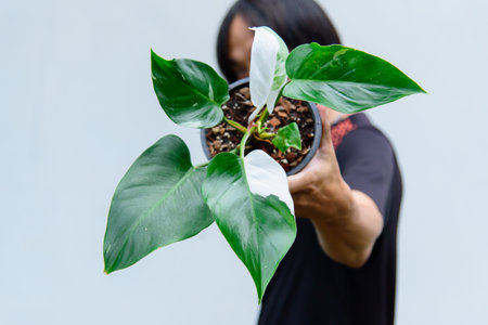 philodendron white princess in the potの写真素材