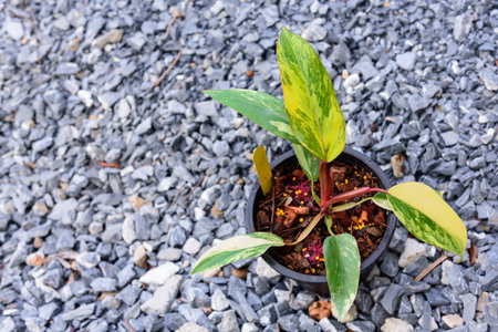 Philodendron Red Emerald / Philodendron Stawberry shakeの写真素材
