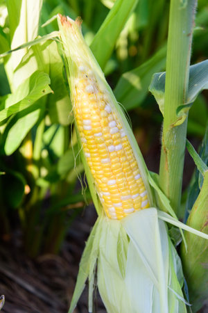 Closeup to Fresh white and yellow corn on the corn treeの写真素材