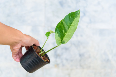 Fresh leaf of monstera laniata narrow form mint variegated in the potの写真素材