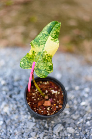 Philodendron Domesticum Variegated in the potの写真素材