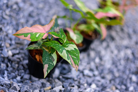 syngonium red spot tricolor in the potの写真素材