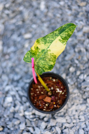 Philodendron Domesticum Variegated in the potの写真素材