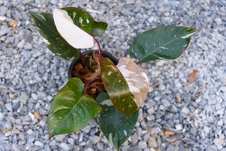 Closeup to philodendron red anderson in the potの写真素材