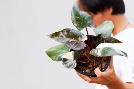 Closeup to philodendron red anderson in the potの写真素材