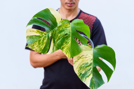 beautiful leaf of monstera aurea variegated in the potの写真素材