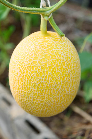 Fresh yelow galia melon in greenhouseの写真素材
