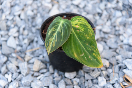 Philodendron Melanochrysum variegated in the potの写真素材