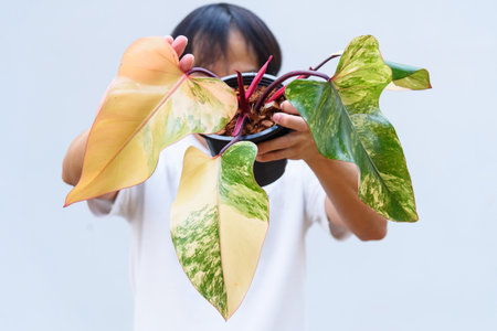 Philodendron Red Emerald variegated / Philodendron Stawberry shakeの写真素材