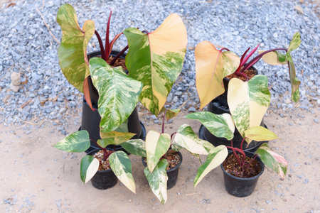 Philodendron Red Emerald variegated / Philodendron Stawberry shakeの写真素材