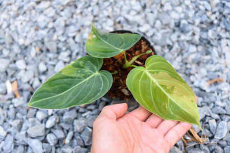Philodendron Melanochrysum variegated in the potの写真素材