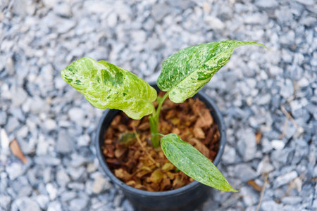 Schismatoglottis sp. marble  variegated in the potの写真素材
