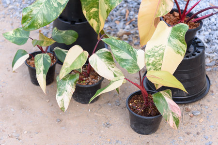 Philodendron Red Emerald variegated / Philodendron Stawberry shakeの写真素材