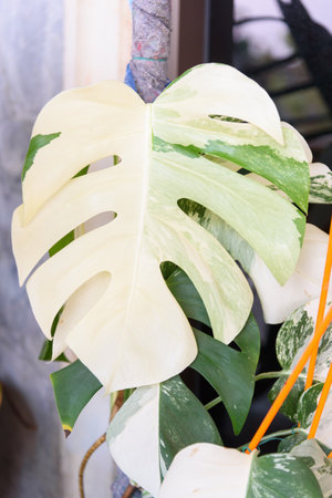 Monstera Borsigiana Albo Variegated in the potの写真素材