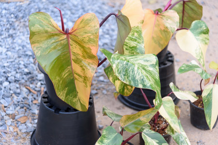 Philodendron Red Emerald variegated / Philodendron Stawberry shakeの写真素材