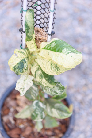 rhaphidophora puberula variegated in the potの写真素材