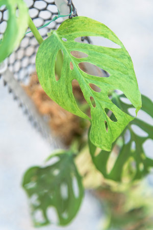 Monstera Acuminata Full mint  Varigated in the pot - swiss cheese mint  Varigatedの写真素材