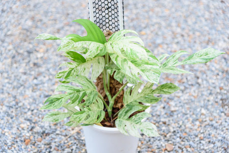 Fresh Leaf of epipremnum pinnatum marble plant in a potの写真素材