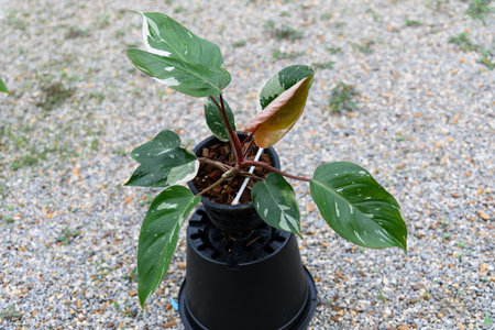 Closeup to philodendron red anderson in the potの写真素材