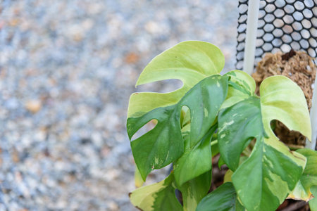 Raphidophora tetrasperma variegated in the potの写真素材