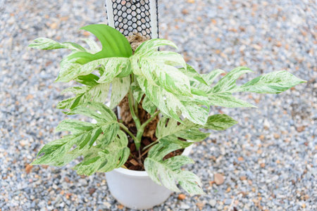 Fresh Leaf of epipremnum pinnatum marble plant in a poの写真素材
