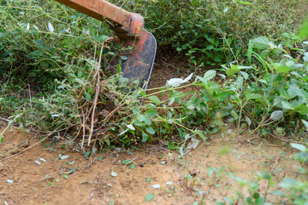 mow grass by hoe in the gardenの写真素材