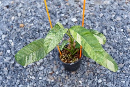 Closeup to leaf of epipremnum giganteum tricolor variegatedの写真素材